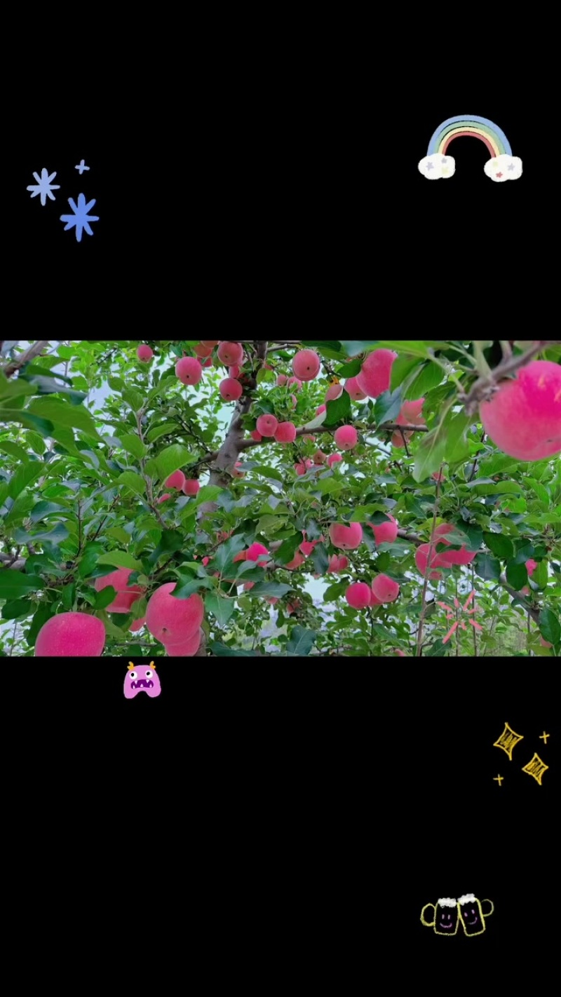 甘肃红富士现货大量有货