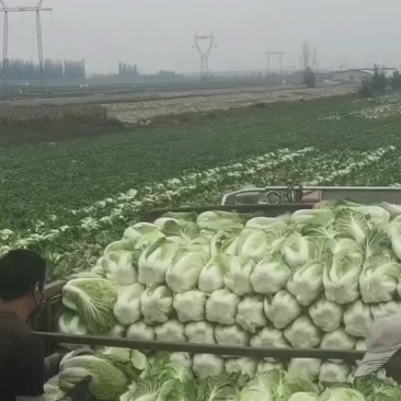 宁夏银川大白菜大量走货