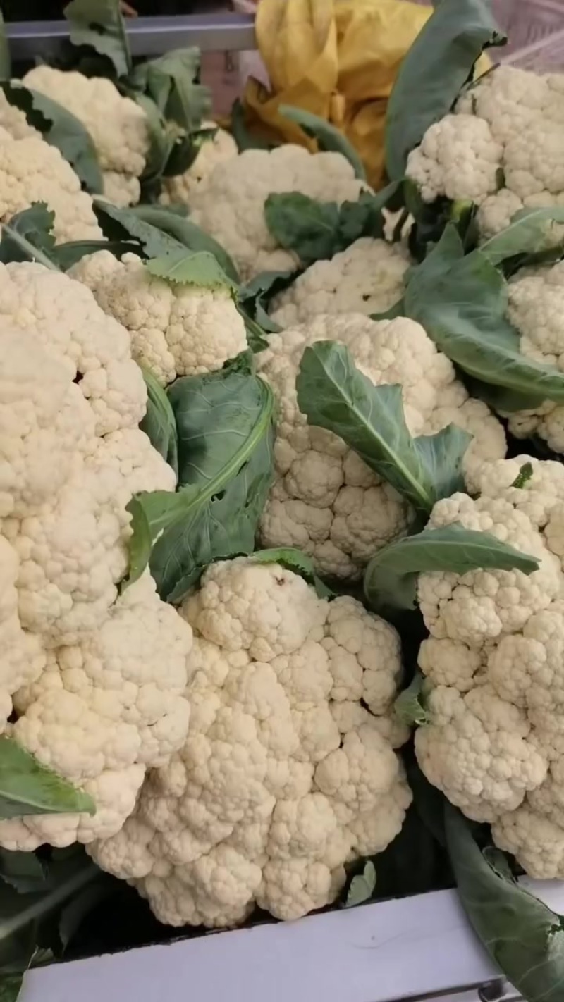 精品菜花大量上市