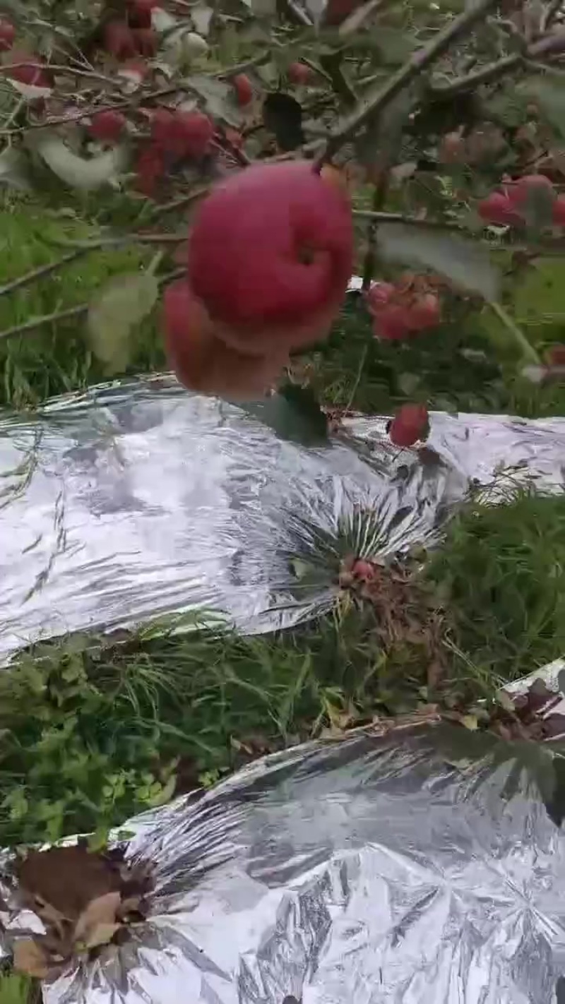 云南昭通产地