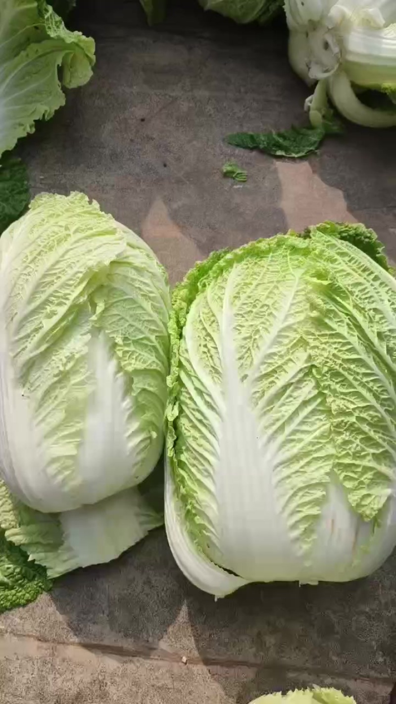 黄心大白菜