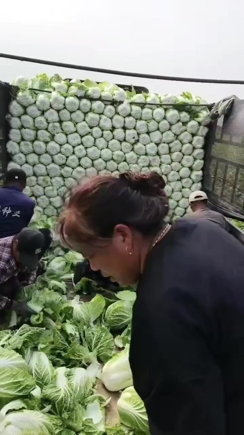 黄心大白菜