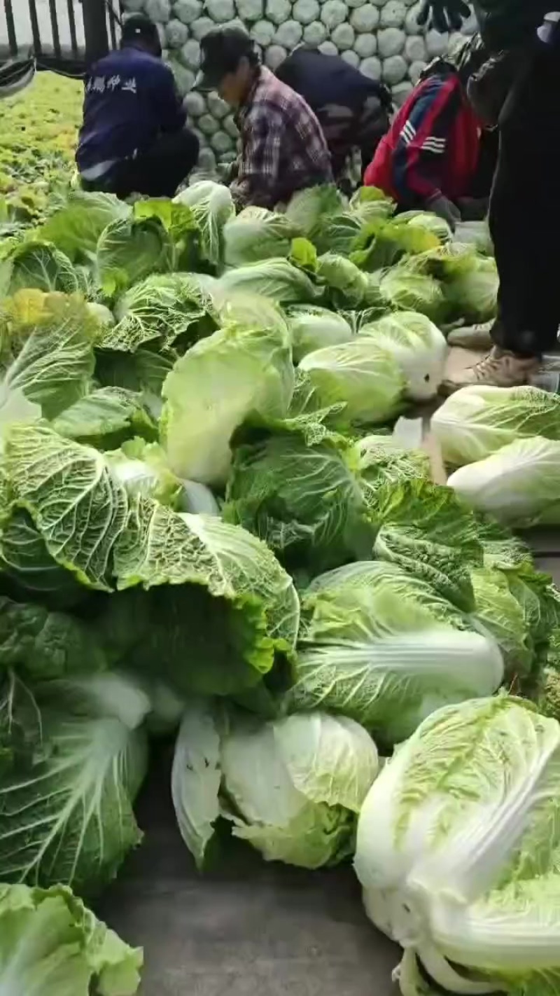黄心大白菜