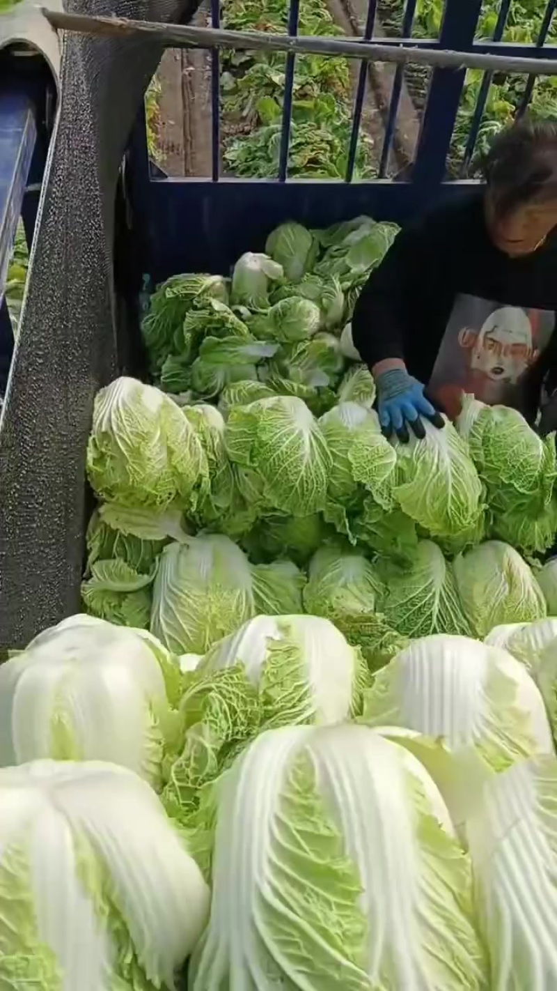 黄心大白菜