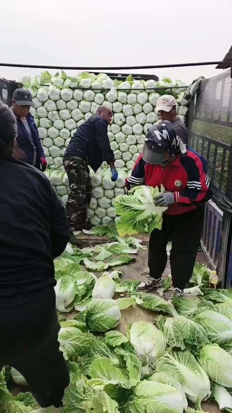 黄心大白菜