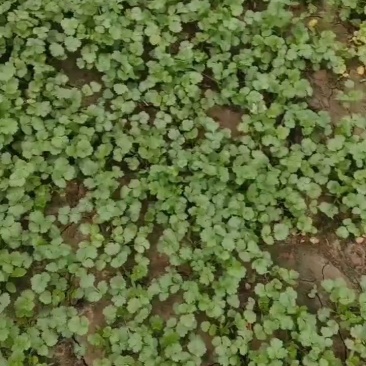 香河产地出售精品大叶香菜质量好价格实惠诚信服务