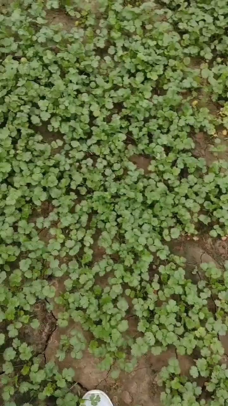香河产地出售精品大叶香菜质量好价格实惠诚信服务