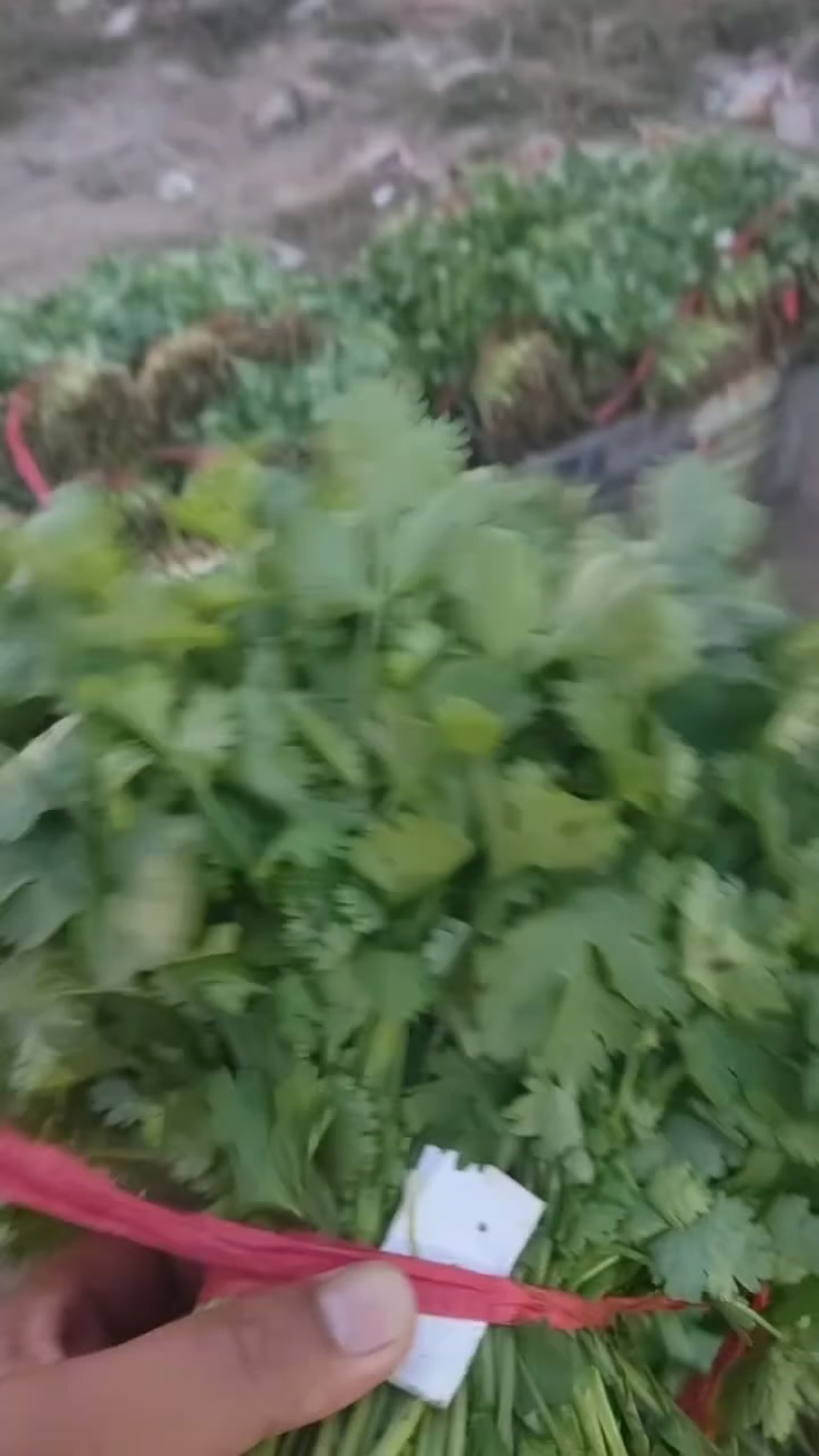 香河产地出售精品大叶香菜质量好价格实惠诚信服务