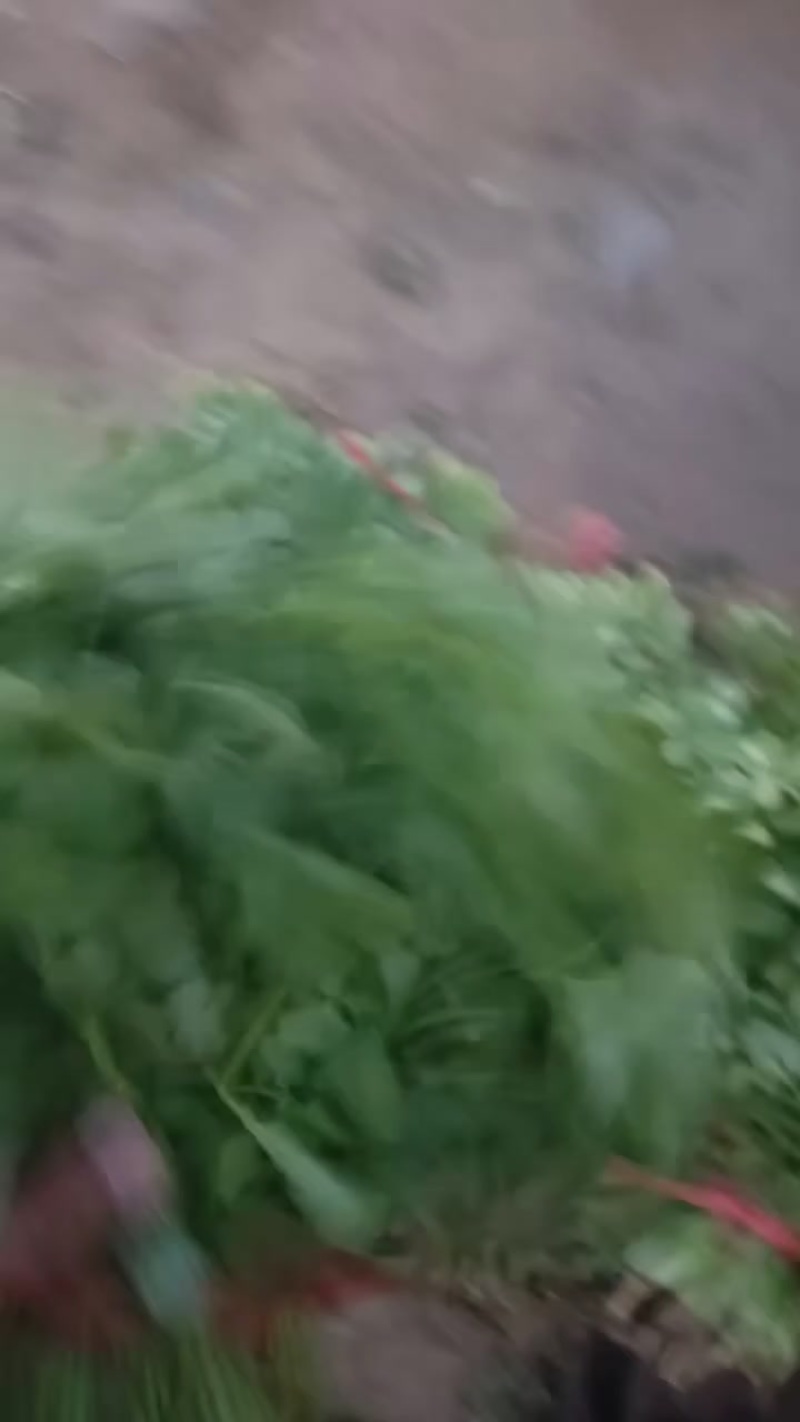 香河产地出售精品大叶香菜质量好价格实惠诚信服务