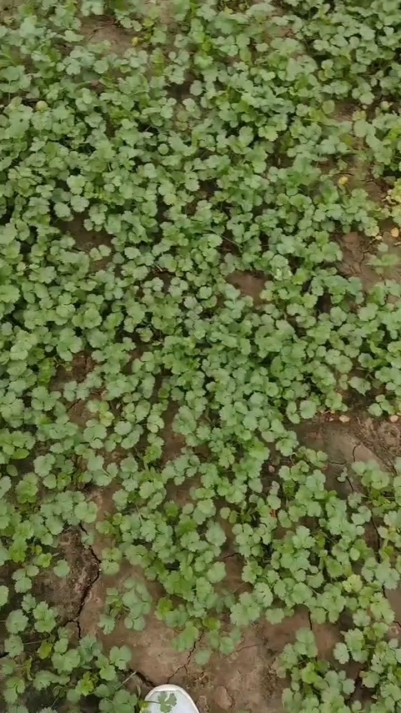 香河产地出售精品大叶香菜质量好价格实惠诚信服务