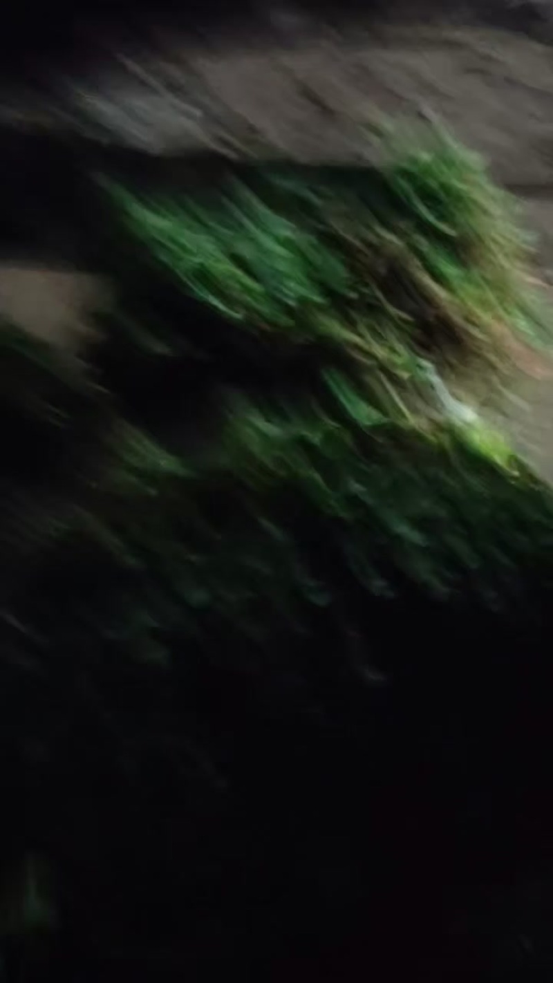 香河产地出售精品大叶香菜质量好价格实惠诚信服务