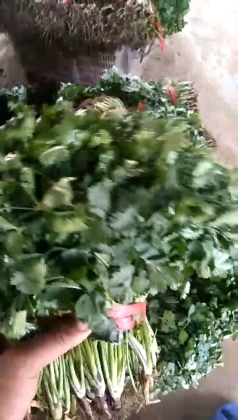 香河产地出售精品大叶香菜质量好价格实惠诚信服务