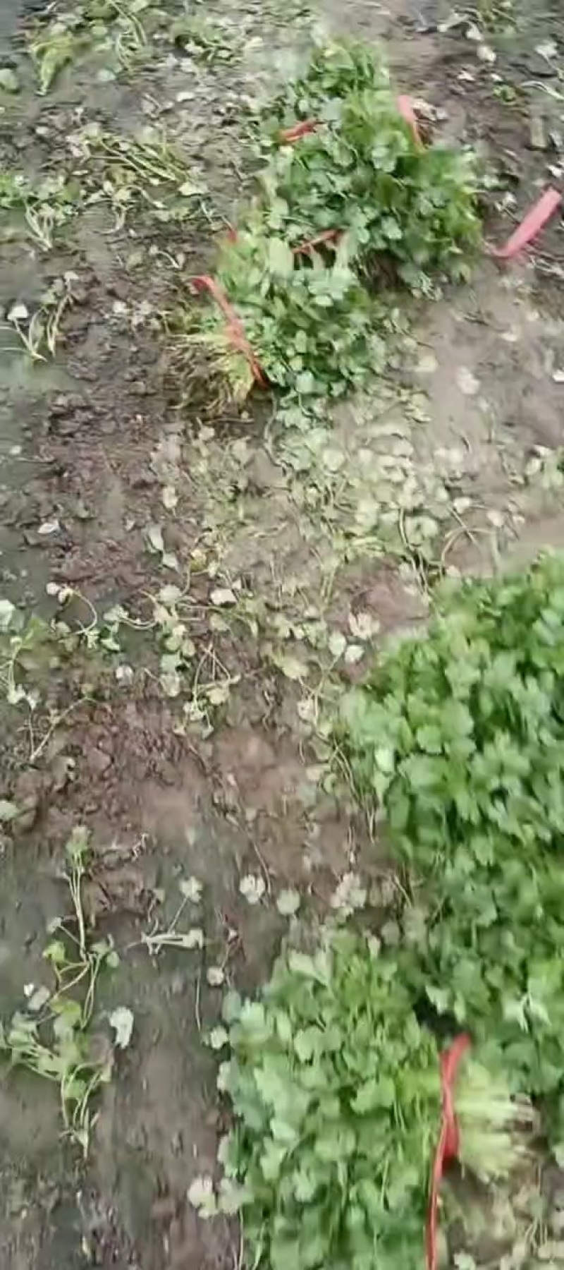 香河产地出售精品大叶香菜质量好价格实惠诚信服务