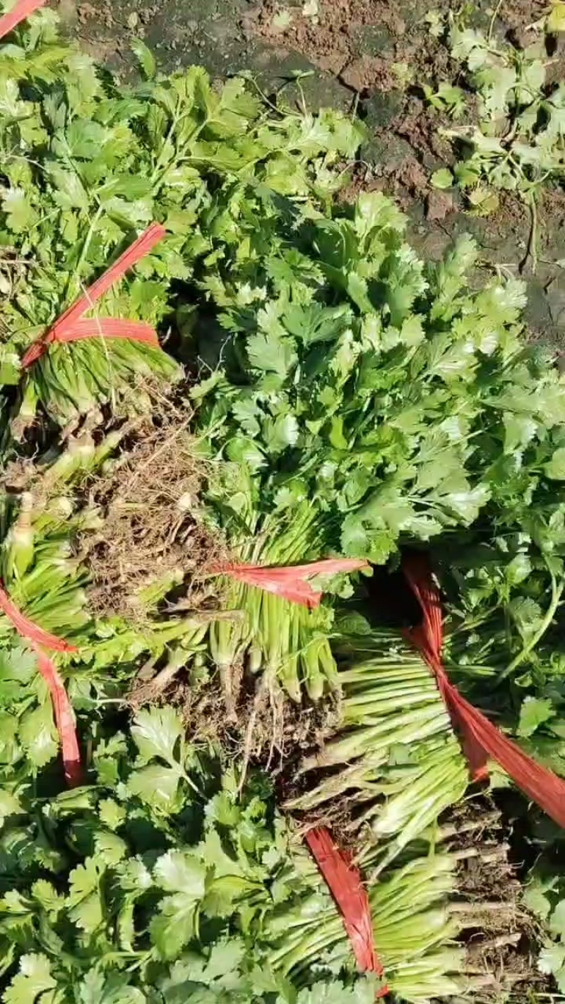香河产地出售精品大叶香菜质量好价格实惠诚信服务