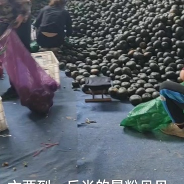 粉糯甜的贝贝南瓜大量有货，支持视频看货