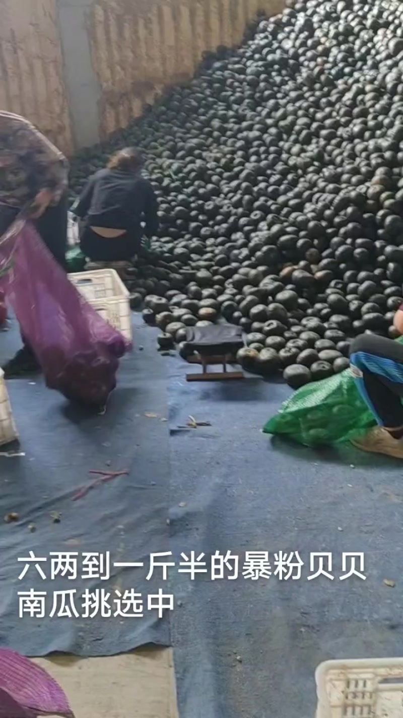 粉糯甜的贝贝南瓜大量有货，支持视频看货