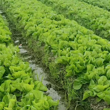秋季精品千亩芥菜出货中