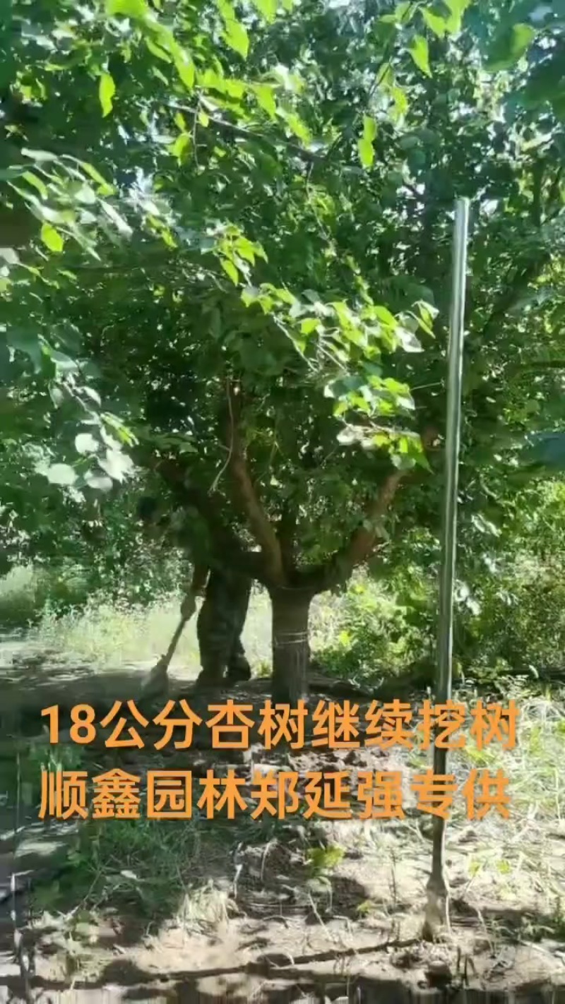 18公分杏树