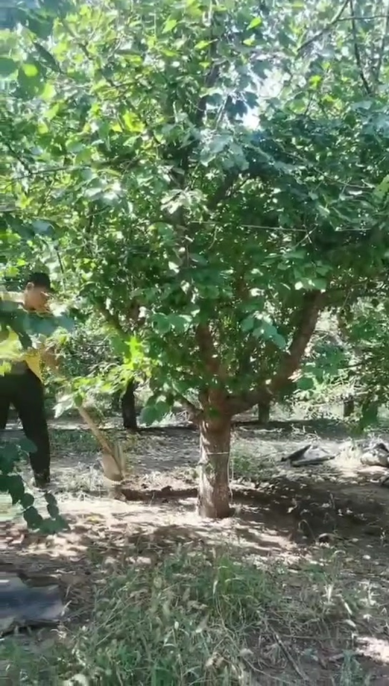 18公分杏树