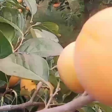 阳丰脆柿上市了