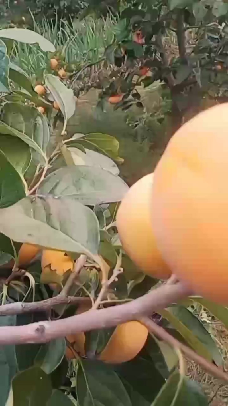 阳丰脆柿上市了