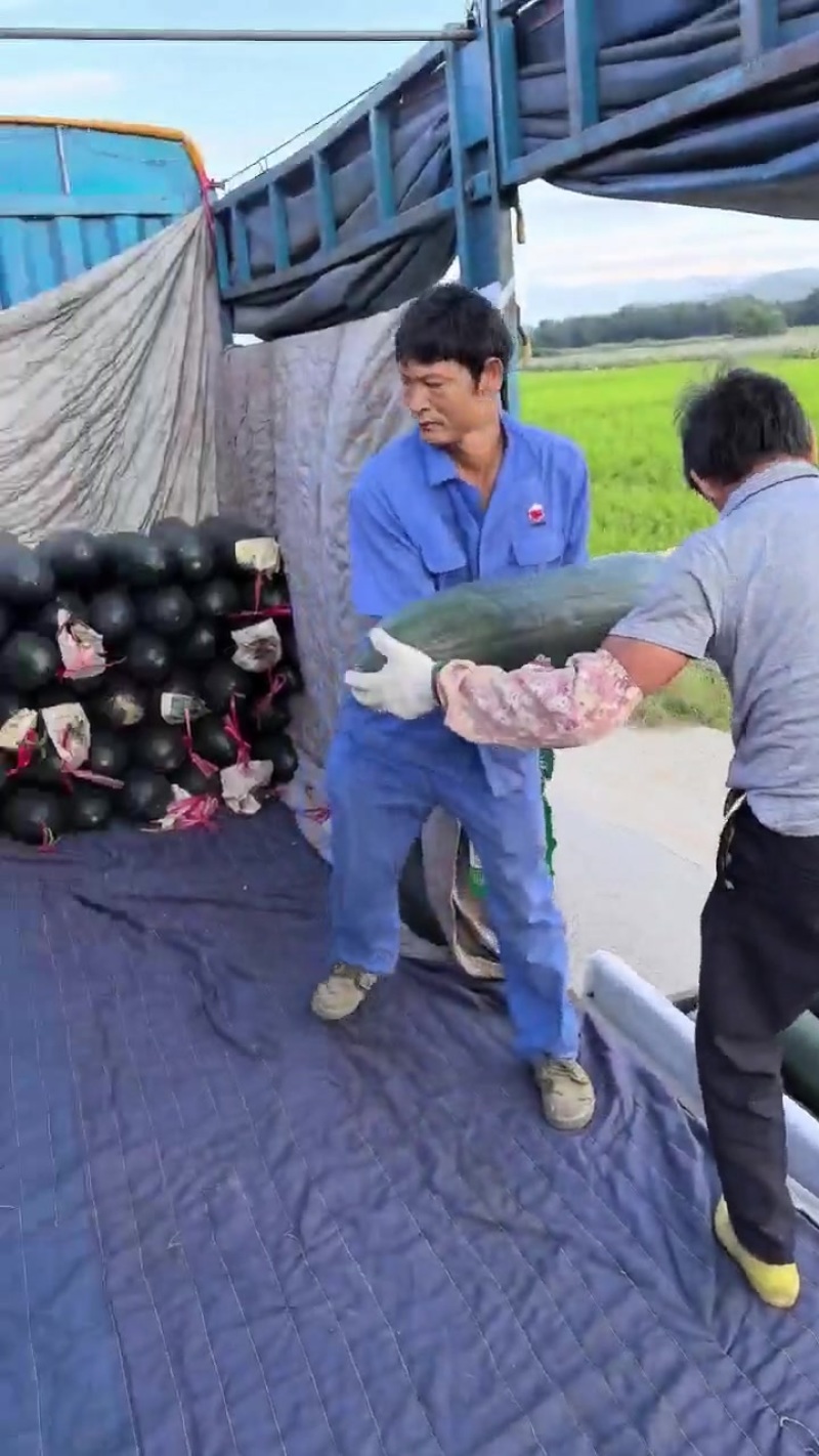 精品瓜