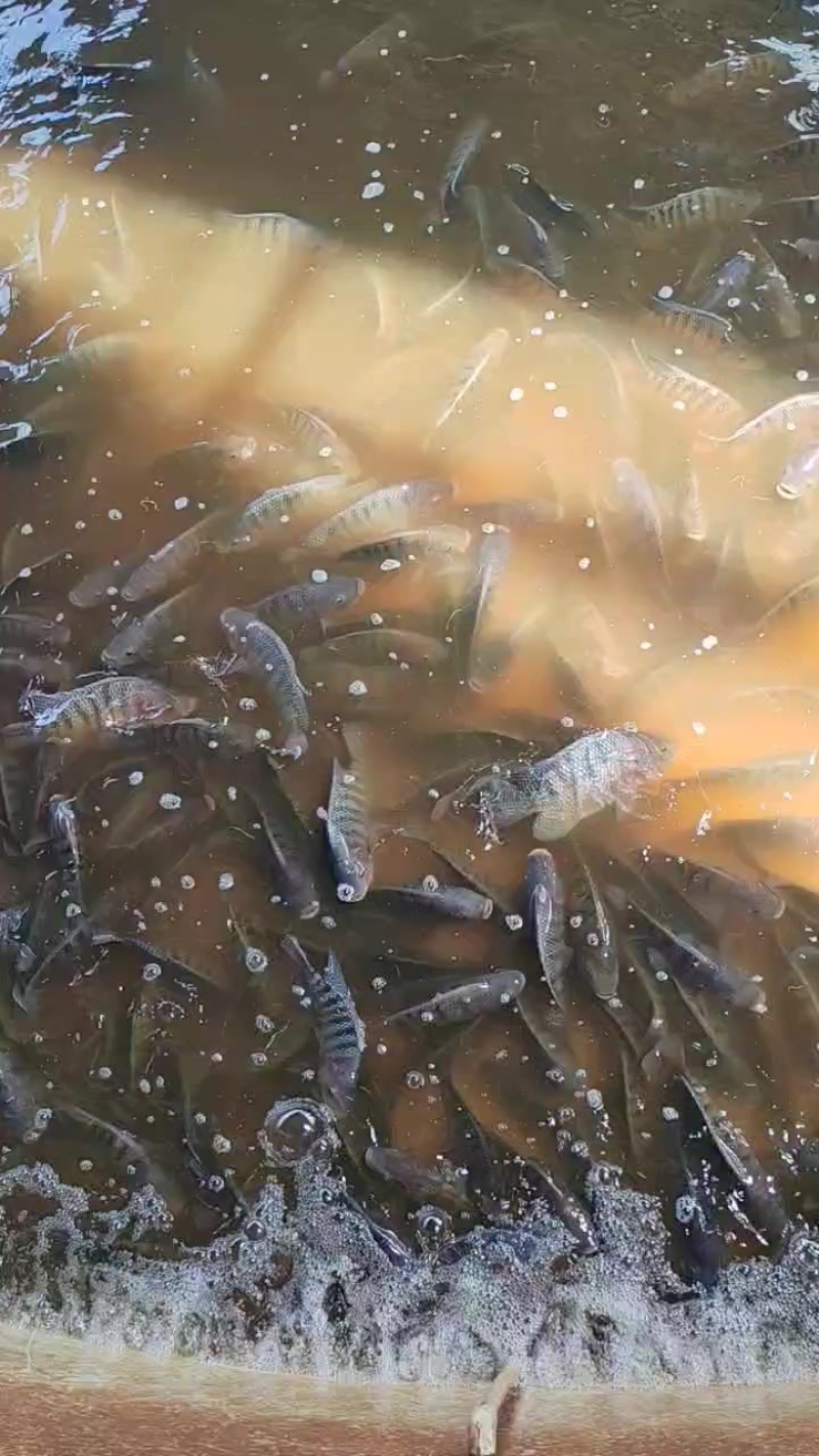 桶养罗非