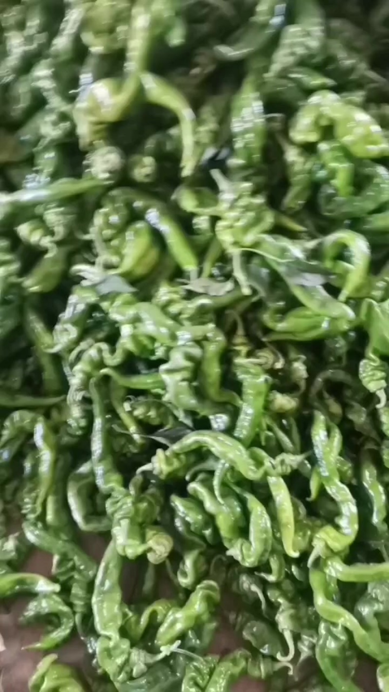 罗丝辣椒大量上市，精挑细选，需要的联系我