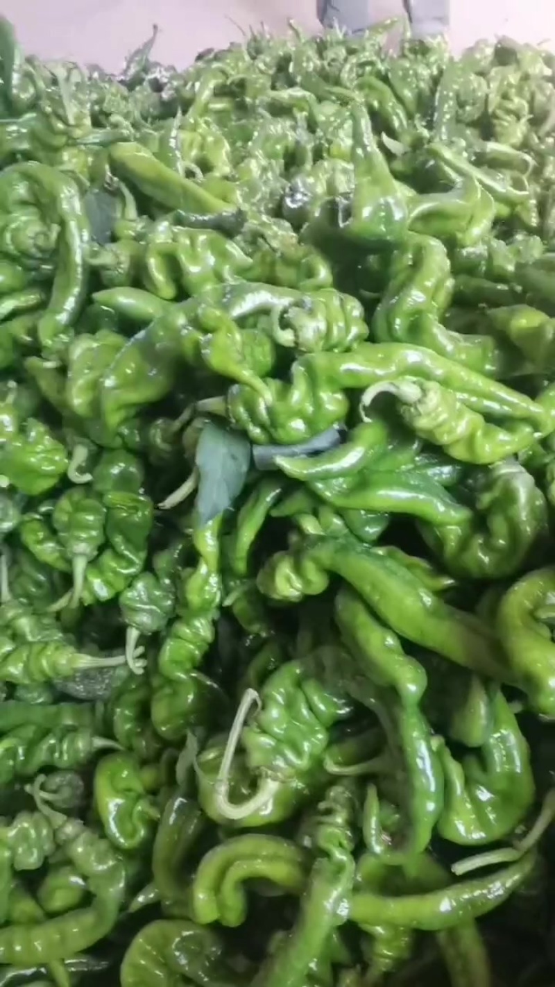 罗丝辣椒大量上市，精挑细选，需要的联系我