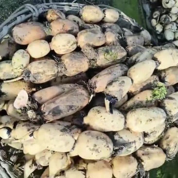优质莲藕货源稳定，诚信经营质量保证