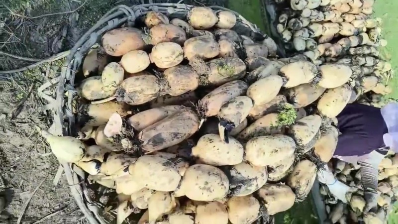 优质莲藕货源稳定，诚信经营质量保证