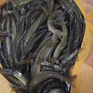 花斑副沙鳅