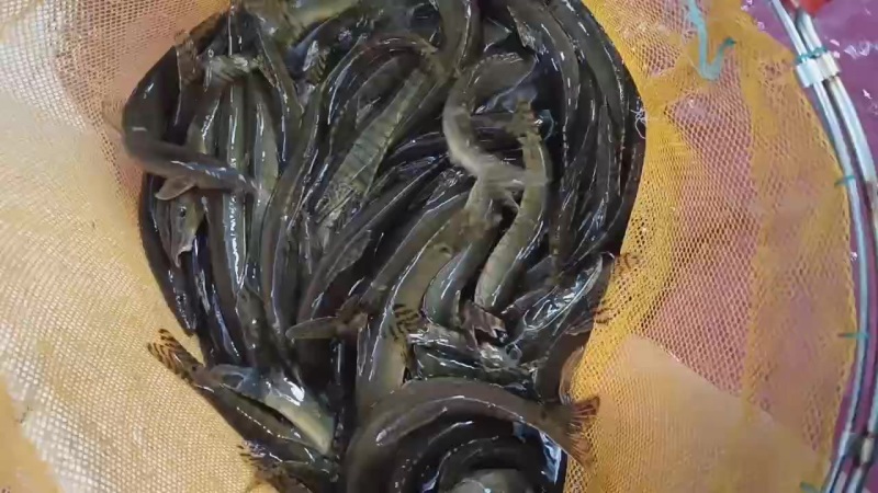 花斑副沙鳅