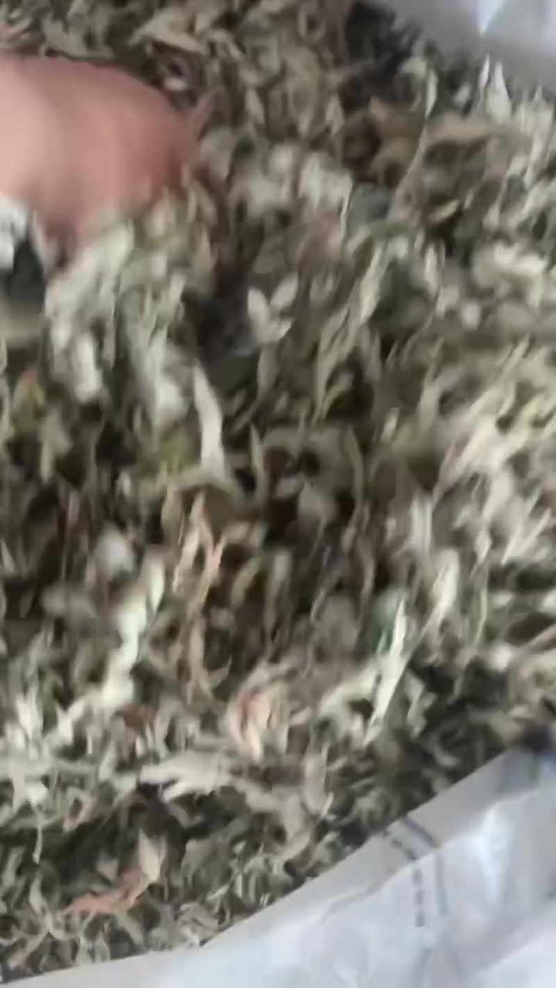 艾叶5吨左右