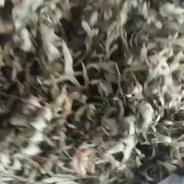 艾叶5吨左右