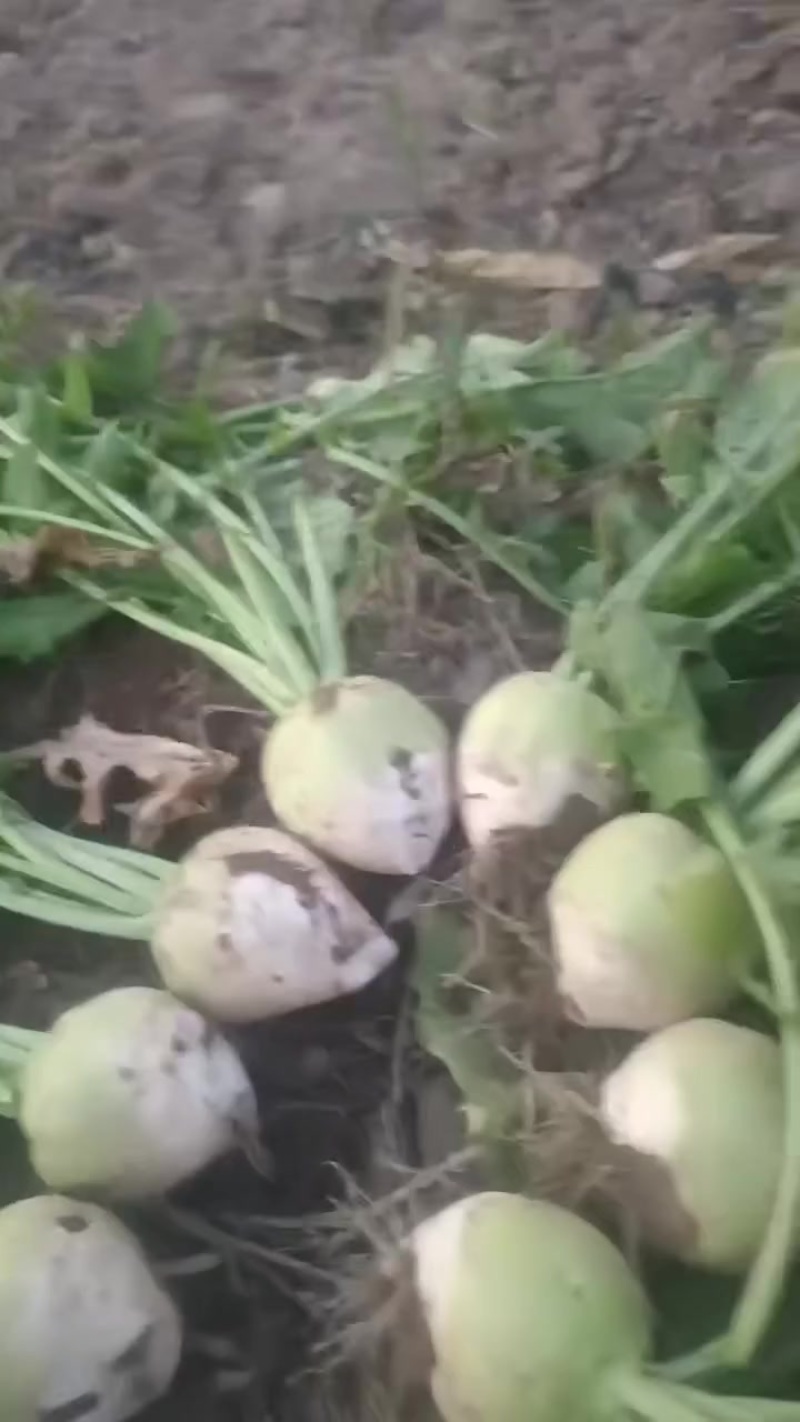 精品芥菜疙瘩