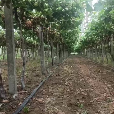 巨峰葡萄