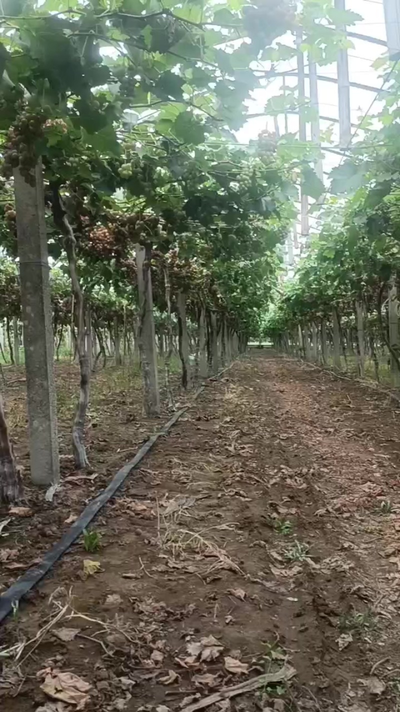 巨峰葡萄