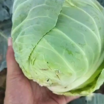 精品甘蓝