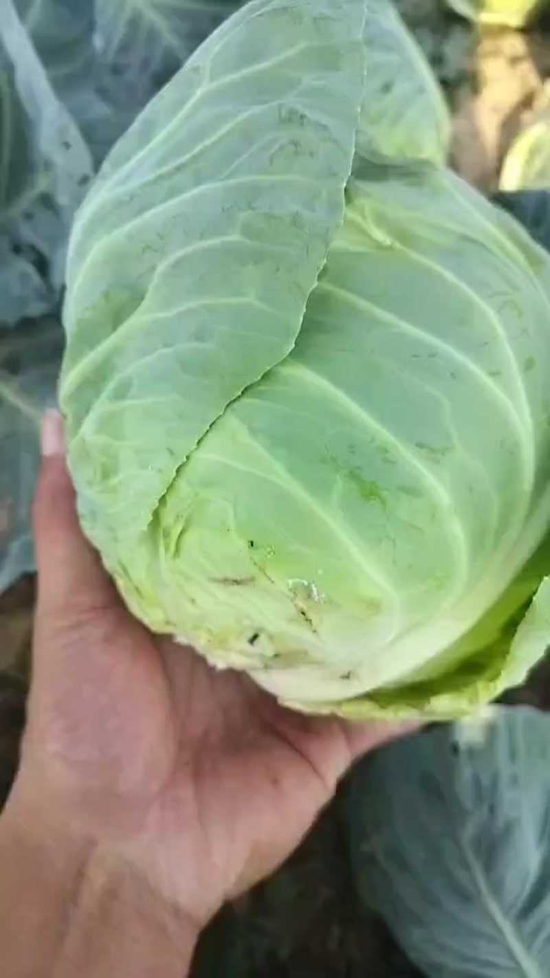 精品甘蓝