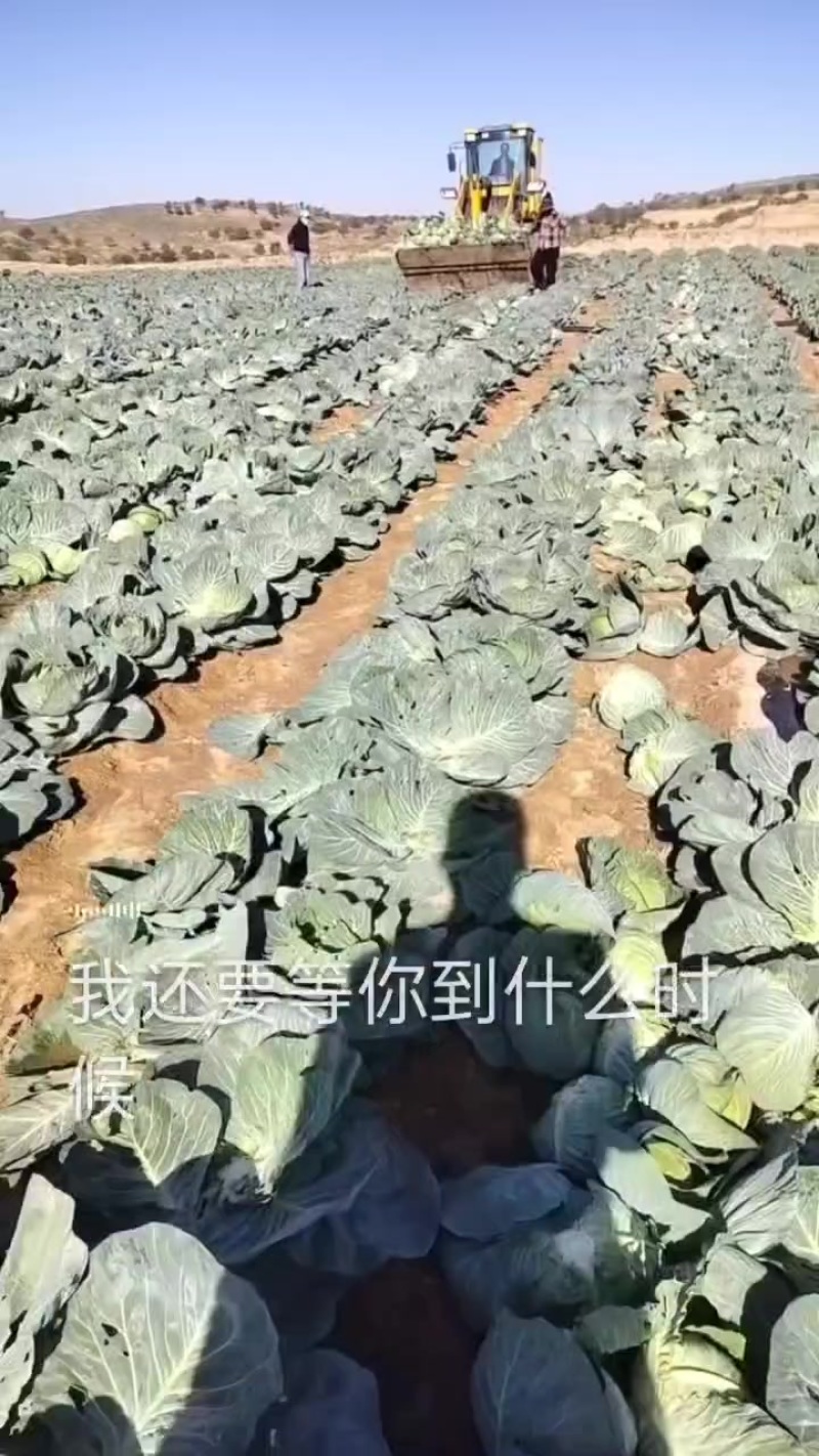 精品甘蓝