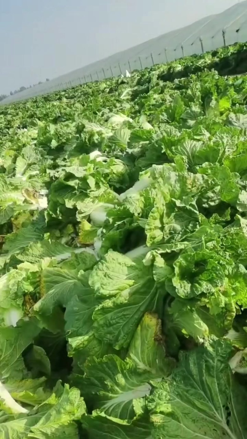 坊子黄旗堡义和秋白菜精品大白菜大量上市，