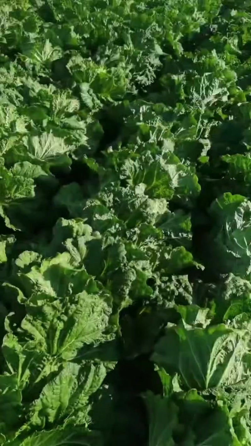 坊子黄旗堡义和秋白菜精品大白菜大量上市，