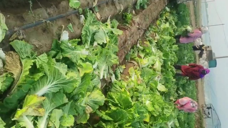 坊子黄旗堡义和秋白菜精品大白菜大量上市，