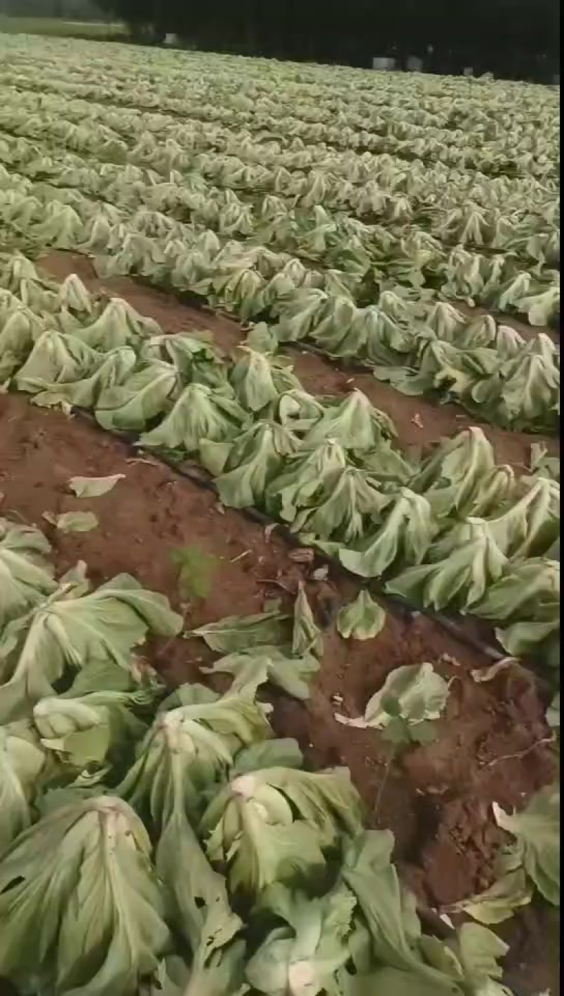 芥菜大量上市