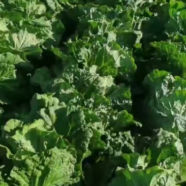 小义和秋白菜大量上市，质量好，精品大白菜上市需要的联系