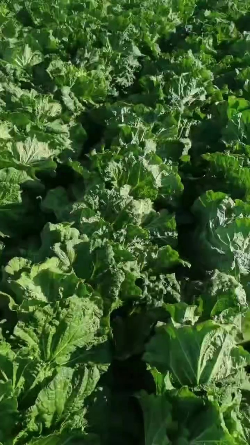 小义和秋白菜大量上市，质量好，精品大白菜上市需要的联系