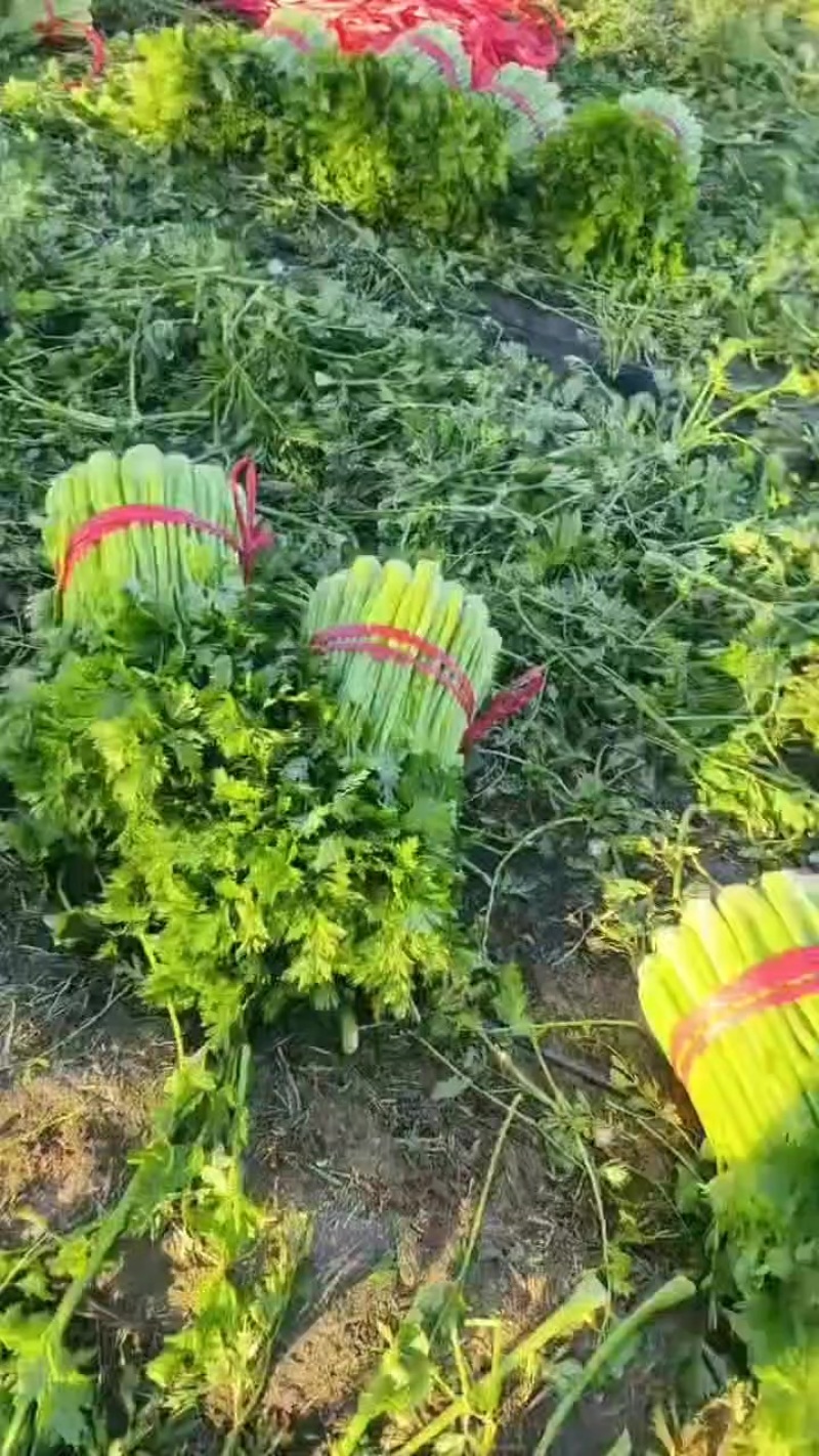皇后西芹