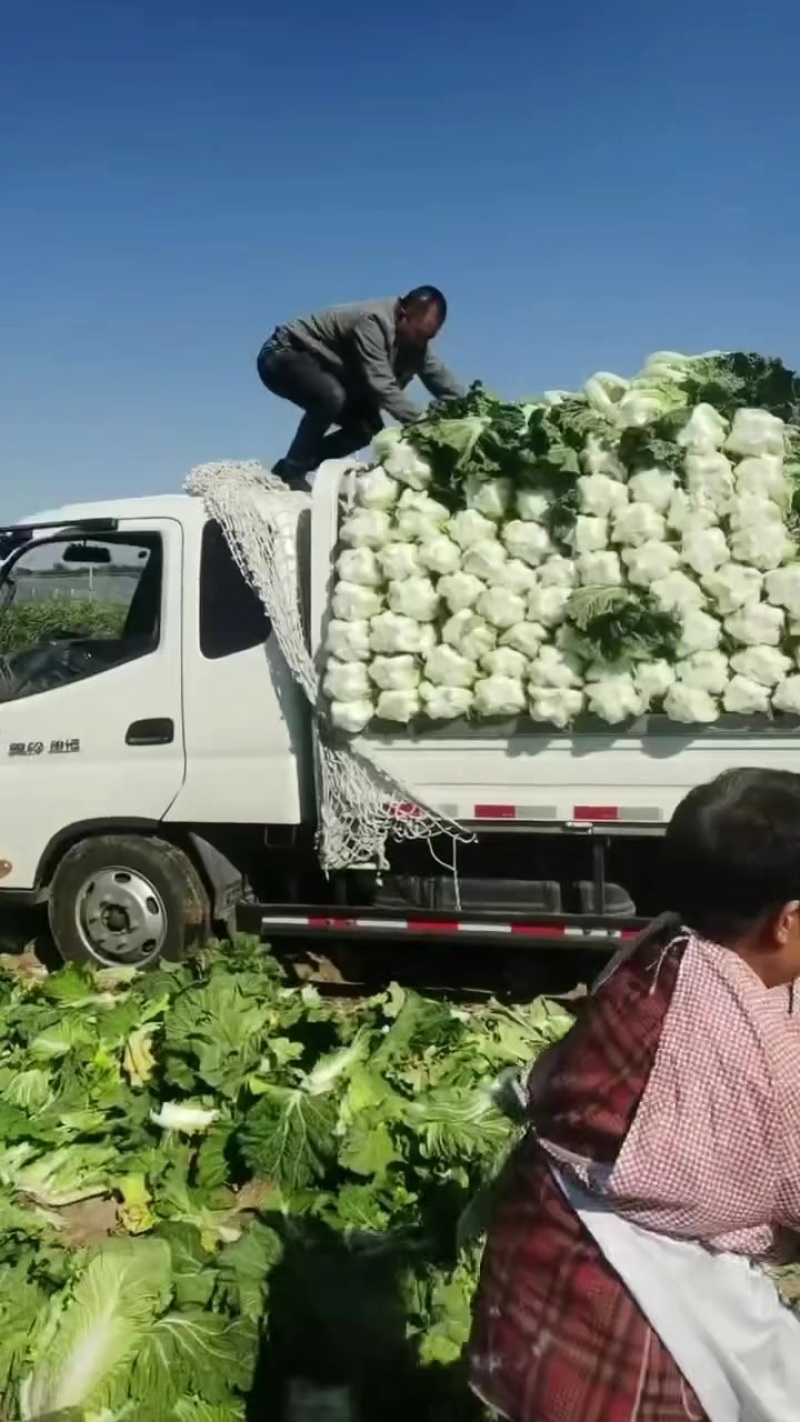 小义和秋白菜大量上市，质量好，精品大白菜上市需要的联系