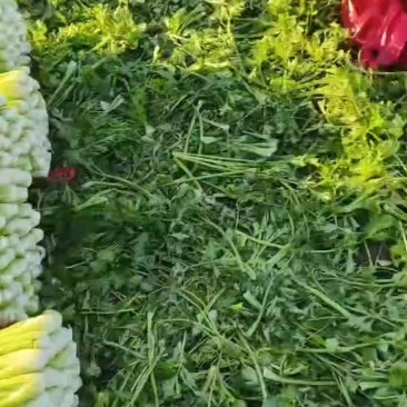 皇后西芹